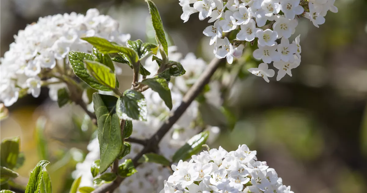 Osterschneeball Pflanze, Pflege & Tipps  Floragard
