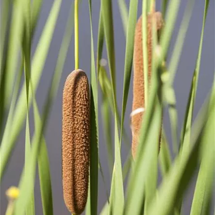 Breitblättriger Rohrkolben Breitblättriger Rohrkolben