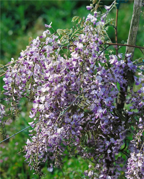 Edelblauregen 'Caroline' Pflanze, Pflege & Tipps  Floragard