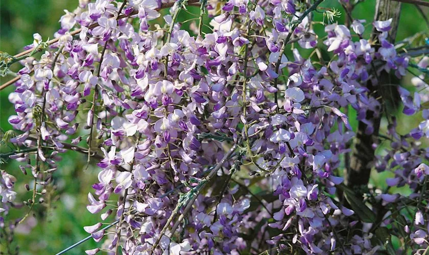Wisteria floribunda 'Blue Cascade'