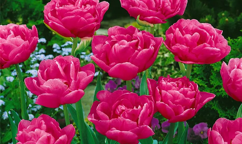 Tulpe 'May Wonder'