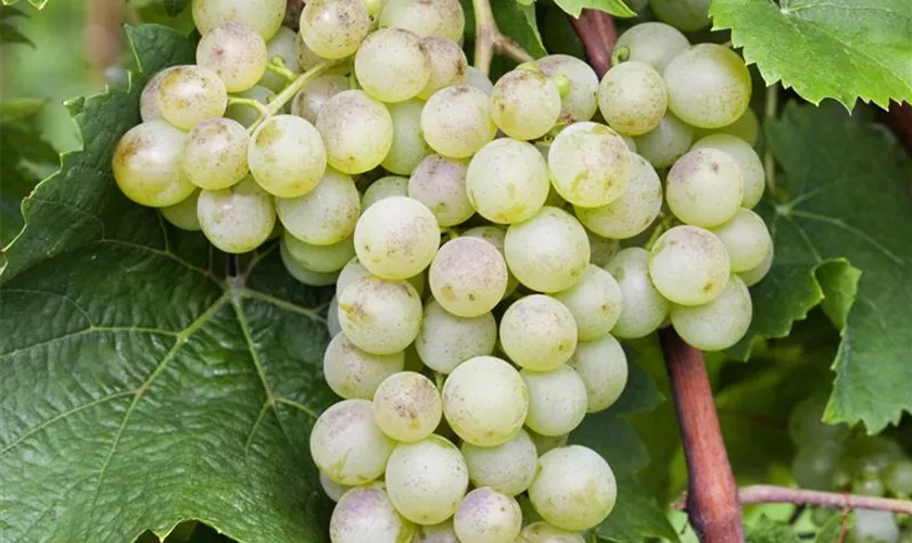 Weintraube 'Ortega'