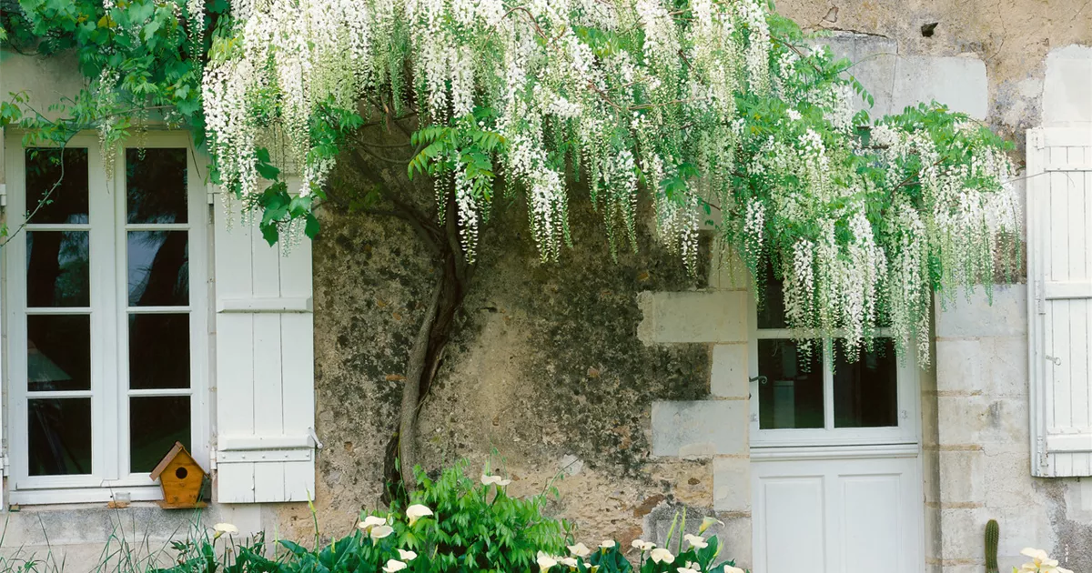 Japanischer Blauregen Pflanze, Pflege & Tipps  Floragard