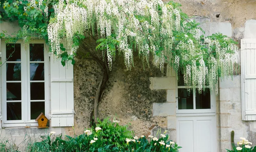 Wisteria floribunda, Stamm
