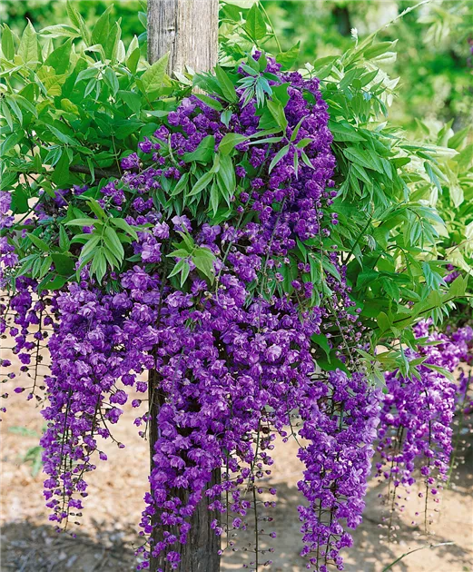 bonsai pseudolarix Bonsai Pseudolarix Amabilis Larice Dorato 7 Anni Collezione Premium  i  Giardini di Giulia