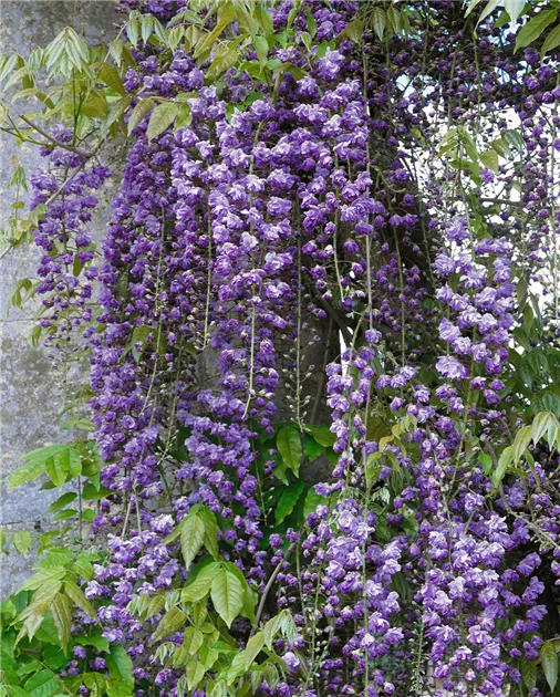Blauregen 'Violacea Plena' Pflanze, Pflege & Tipps  Floragard