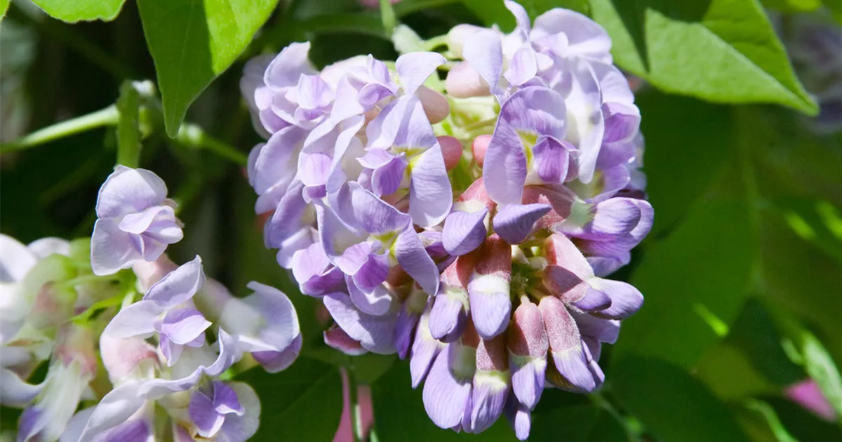 Amerikanischer Blauregen 'Amethyst Falls'