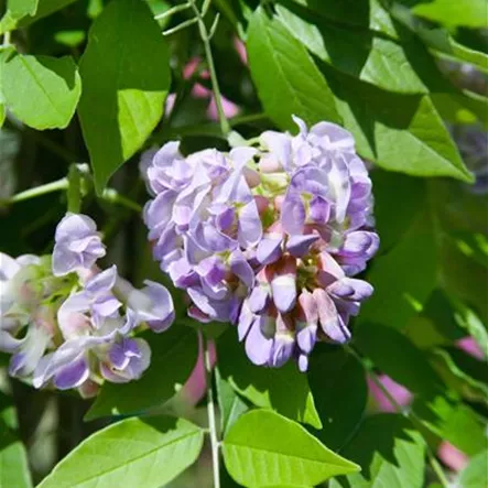 Amerikanischer Blauregen Amerikanischer Blauregen