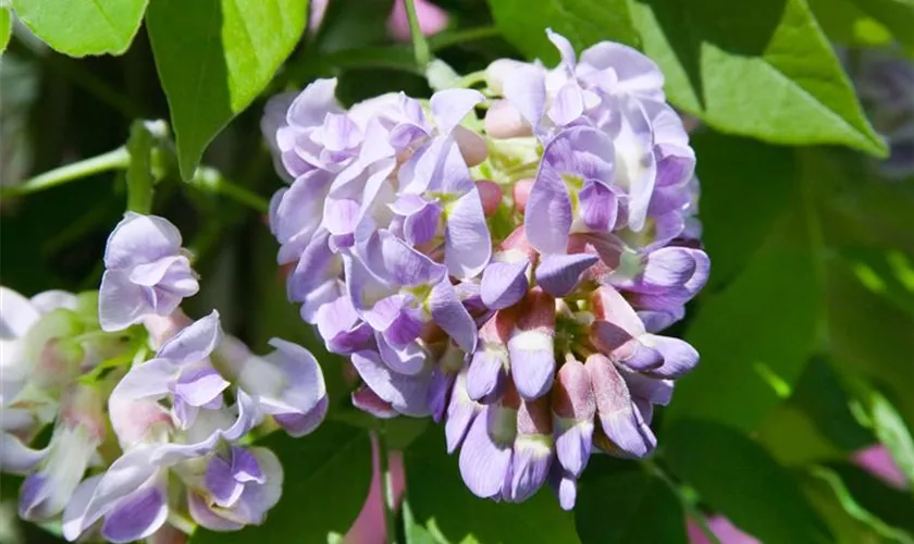 Wisteria frutescens
