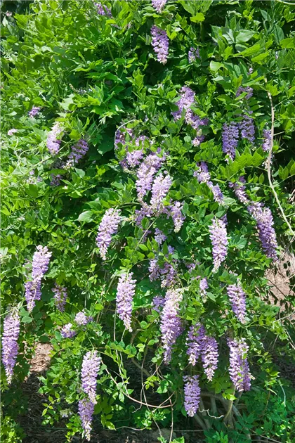 Amethyst Falls Pflanze, Pflege & Tipps  Floragard