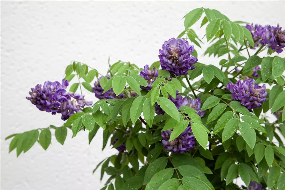 Amerikanischer Blauregen Pflanze, Pflege & Tipps  Floragard