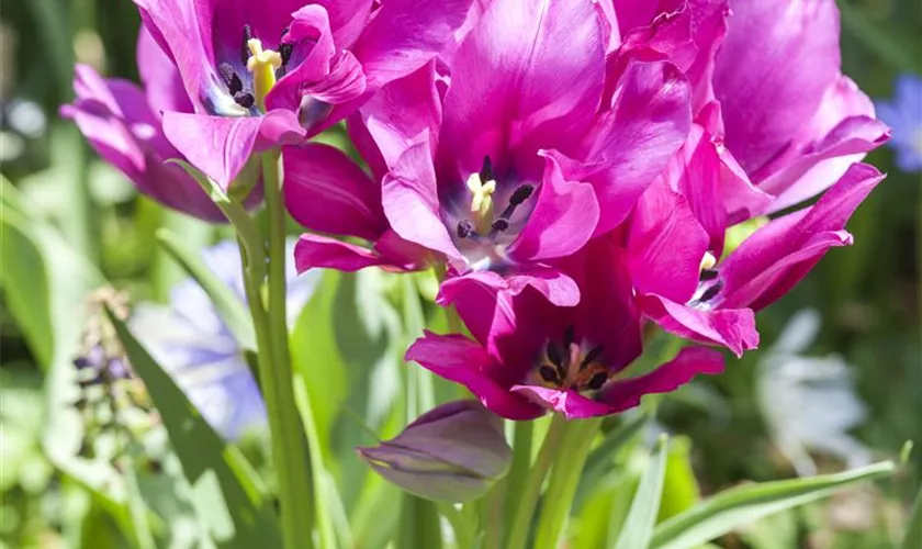 Tulpe 'Night Club'