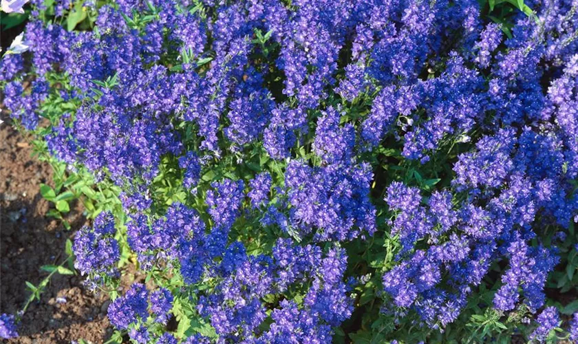 Veronica austriaca subsp. teucrium