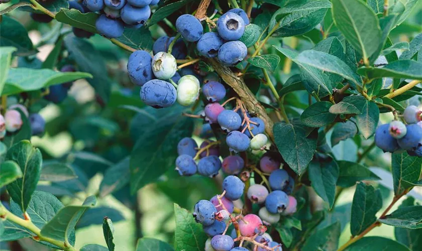 Vaccinium corymbosum 'Blue Jay'