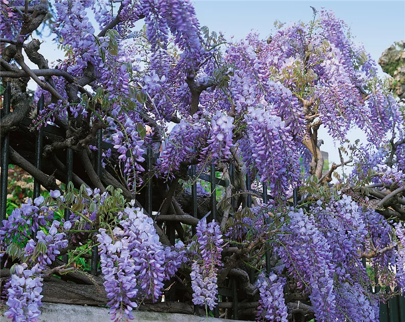 Chinesischer Blauregen 'Prolific' Pflanze, Pflege & Tipps  Floragard