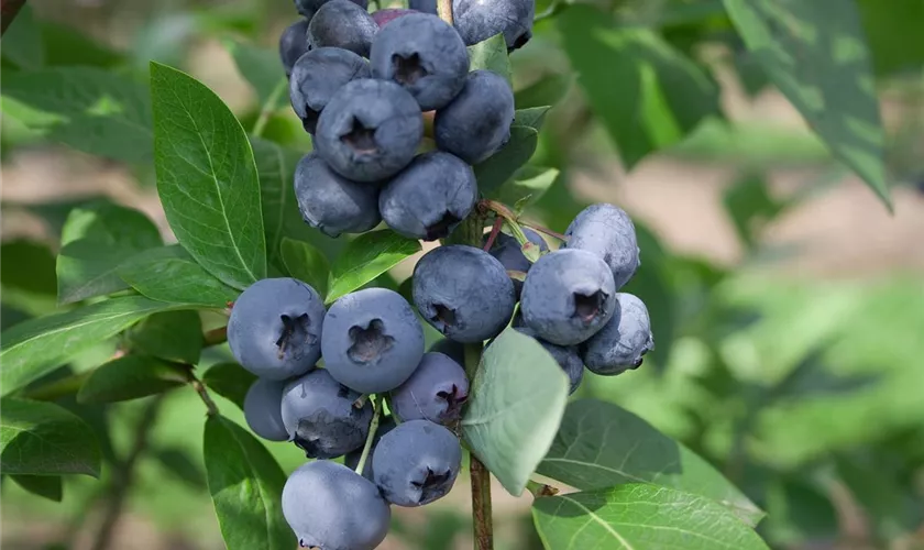 Vaccinium corymbosum 'Concord'