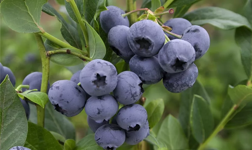 Vaccinium corymbosum 'Doppelte Ernte'