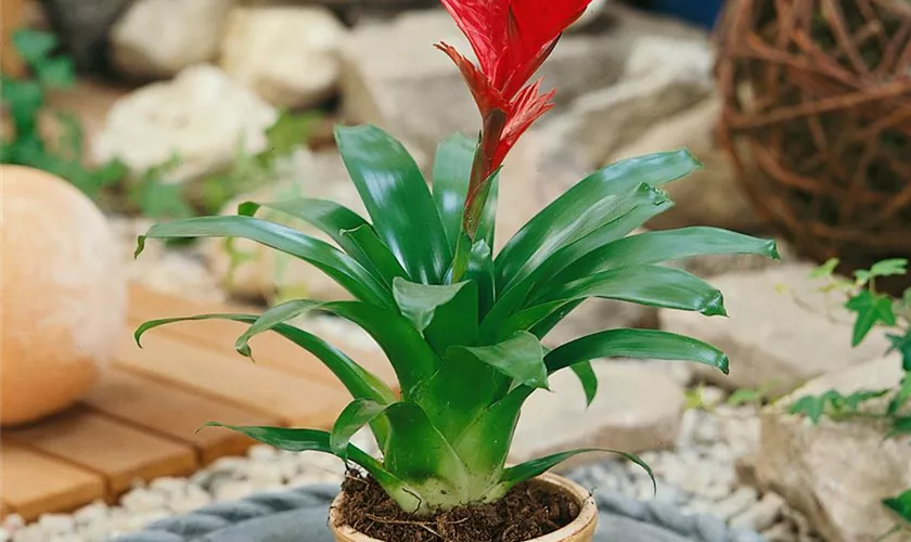 Vriesea carinata 'Christiana'