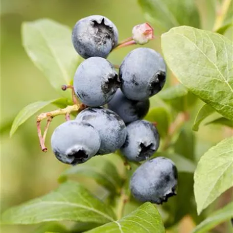 Heidelbeere 'Blueray'