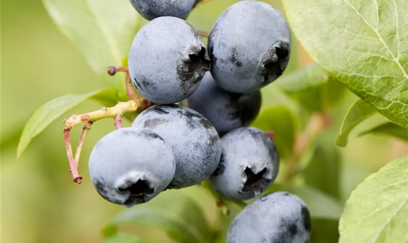 Vaccinium corymbosum 'Spartan'