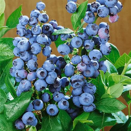 Heidelbeere 'Bluetta'