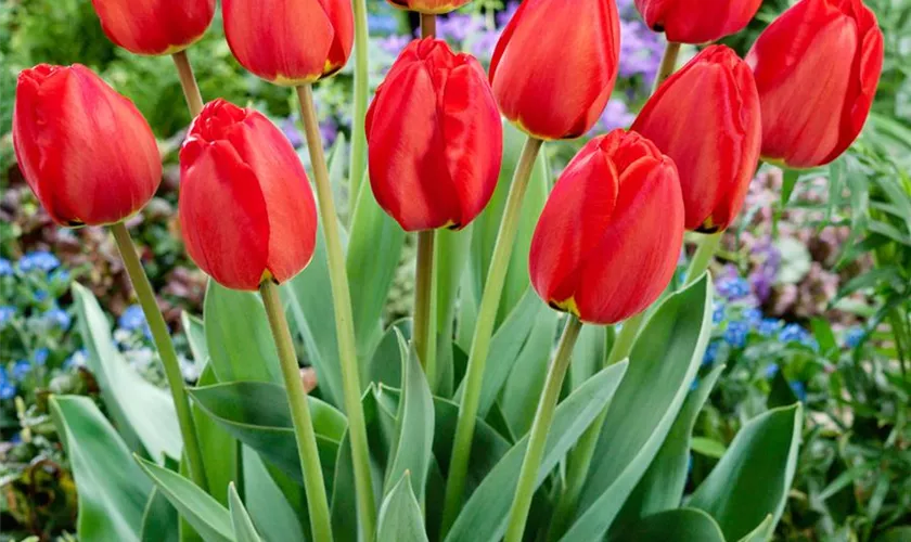 Tulipa 'Parade'