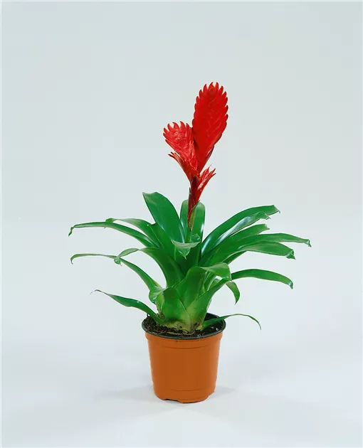 Vriesea 'Christiana' Pflanze, Pflege & Tipps  Floragard