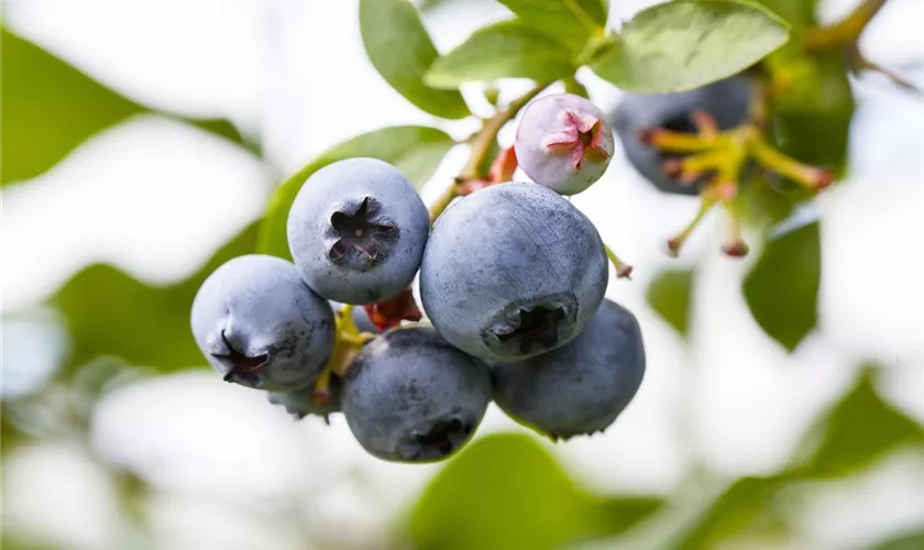 Vaccinium corymbosum 'Denise Blue'