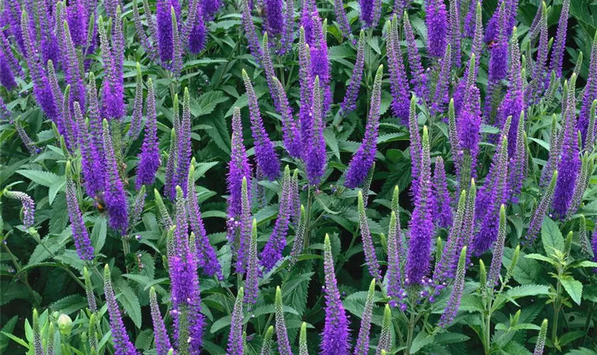 Veronica longifolia 'First Glory'