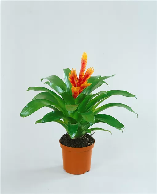 zimmerpflanze mit streifen Calathea Ornata Pink in verschieden Größen liefern lassen – Green Me Up