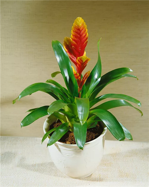 elefantenohr california Alocasia Jacklyn Elefantenohr Zimmerpflanze Ø12cm 30cm kaufen