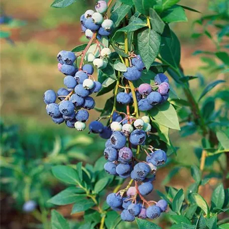 Heidelbeere 'Earlyblue'