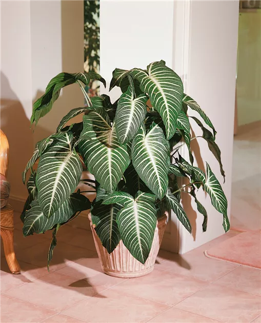 Tajerblatt 'Frozen Planet' Pflanze, Pflege & Tipps  Floragard