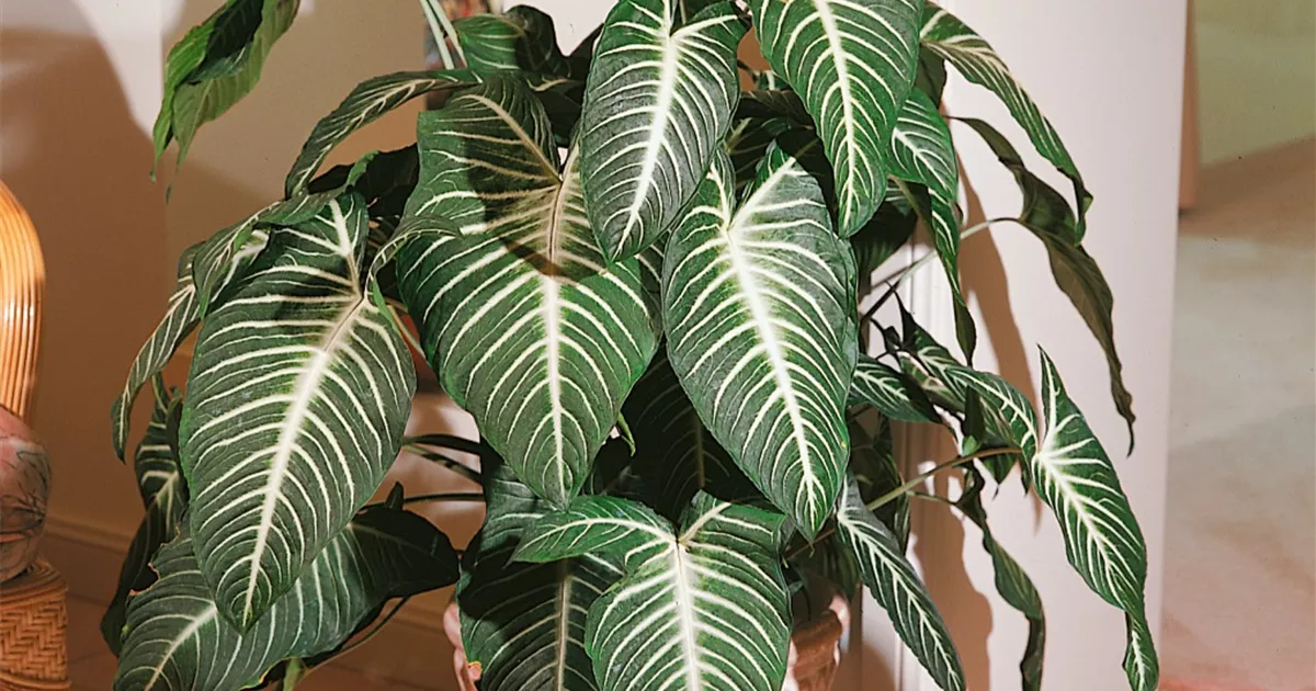 Tajerblatt 'Frozen Planet' Pflanze, Pflege & Tipps  Floragard