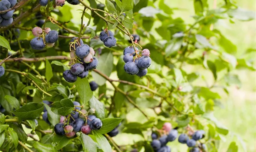 Vaccinium corymbosum 'Jersey'