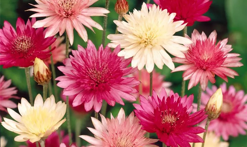 Xeranthemum annuum