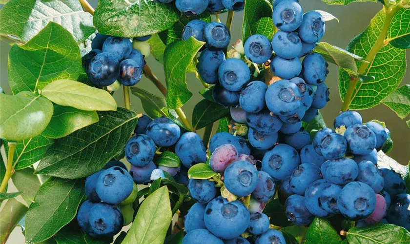 Vaccinium corymbosum 'Patriot'
