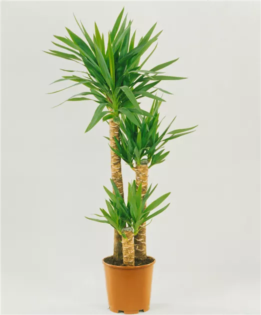 Yucca-Palme Pflanze, Pflege & Tipps  Floragard