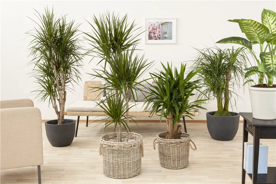 Riesen-Palmlilie Pflanze, Pflege & Tipps  Floragard