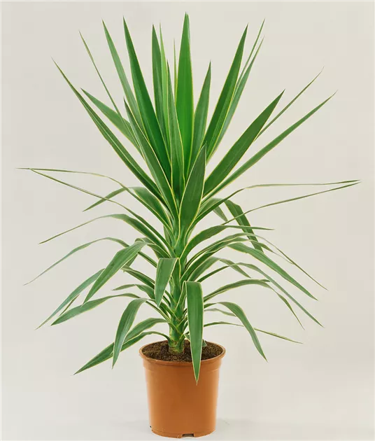 Palmlilie 'Emilia' Pflanze, Pflege & Tipps  Floragard