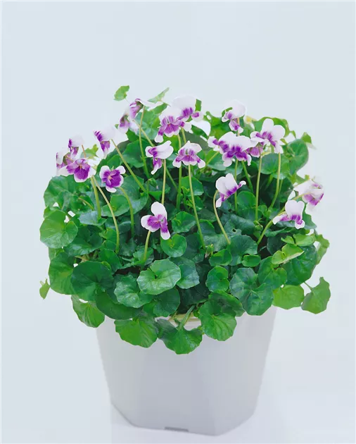 Australisches Veilchen Pflanze, Pflege & Tipps  Floragard