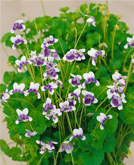 Australisches Veilchen Pflanze, Pflege & Tipps  Floragard