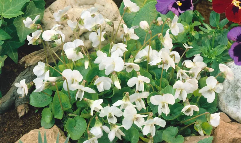 Viola odorata 'Bride White'