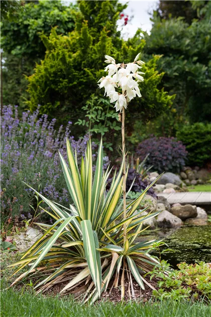 Schlaffe Garten-Palmlilie 'Golden Sword' Pflanze, Pflege & Tipps  Floragard