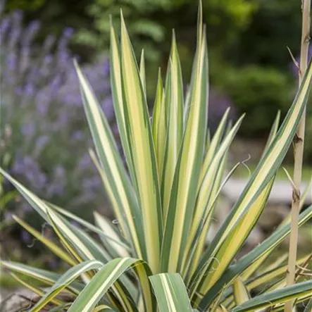 Fädige Palmlilie 'Variegata'