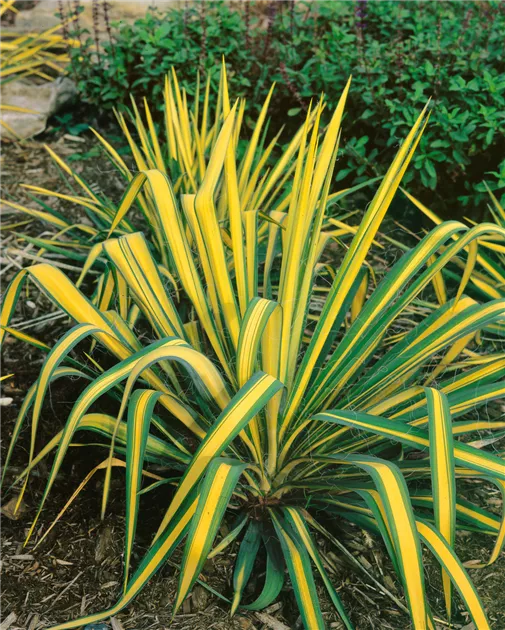 Gelbbunte Palmlilie 'Color Guard' Pflanze, Pflege & Tipps  Floragard