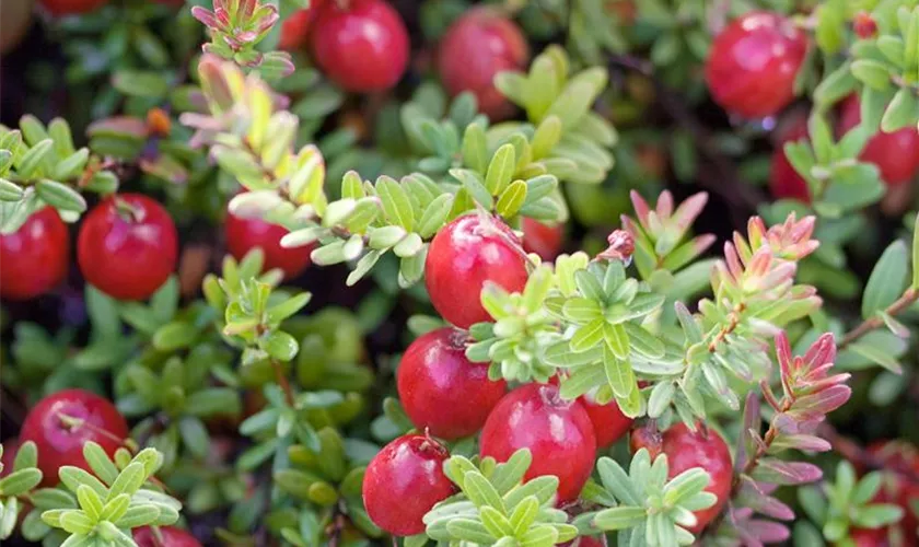 Vaccinium macrocarpon 'Steve'
