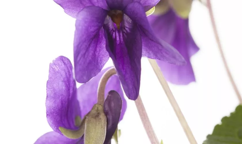 Viola odorata 'Königin Charlotte'