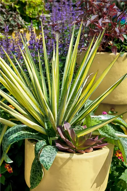 Schlaffe Garten-Palmlilie 'Golden Sword' Pflanze, Pflege & Tipps  Floragard
