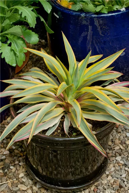 Kerzen-Palmlilie 'Bright Star' Pflanze, Pflege & Tipps  Floragard